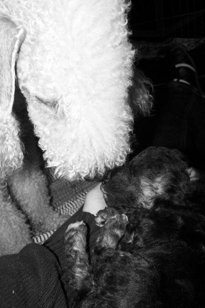 Arc-en-ciel Arlequin 02.02 (7).JPG